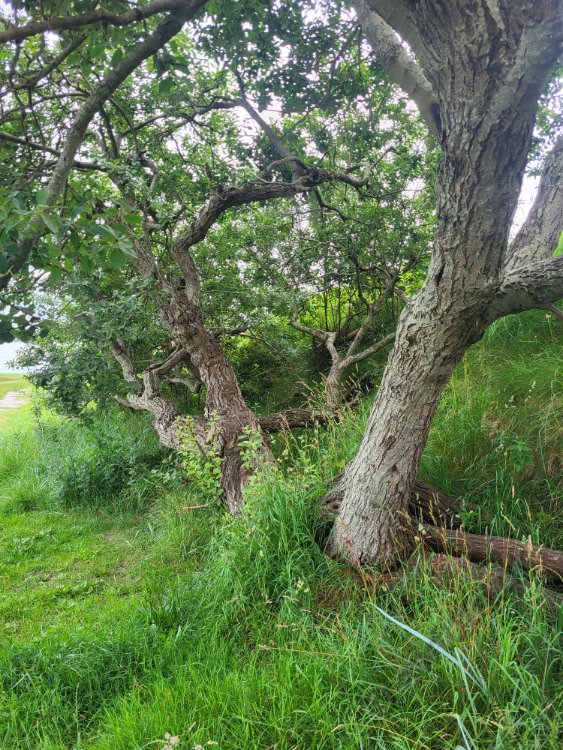 20250707_162129.jpg - Øster Hurup havn