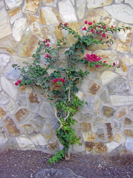 IMGP0913.JPG