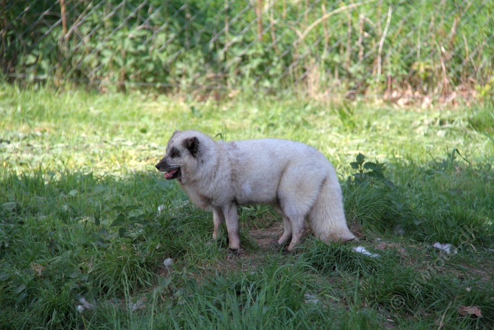 IMG_1175.JPG - Skandinavisk dyrepark