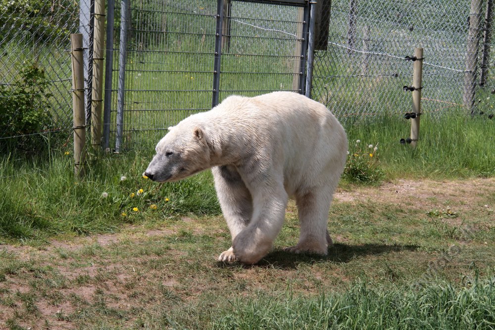 IMG_1194.JPG - Skandinavisk dyrepark