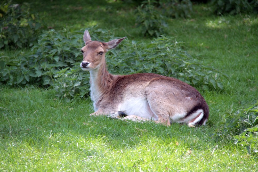 IMG_1245.JPG - Skandinavisk dyrepark