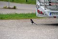 IMG_4928