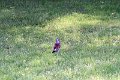 IMG_7001