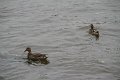 IMG_2530