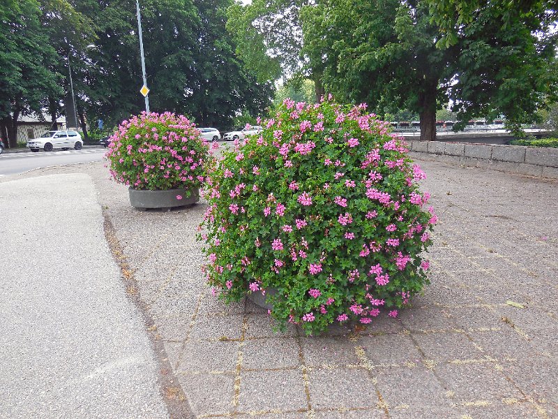DSCN1265.JPG