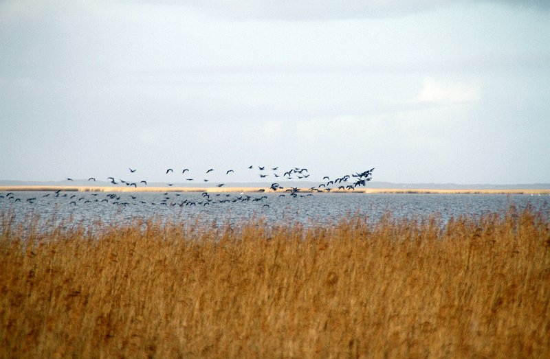 IMG_2053.JPG - Ringkøbing fjord i nærhen af Stauning