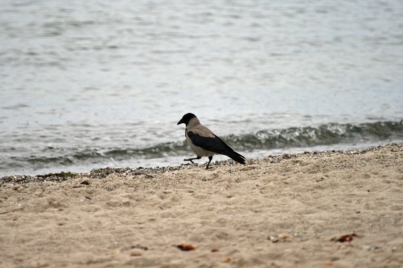 IMG_6270.JPG