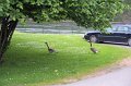 IMG_0841